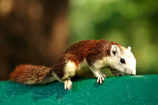 Variable squirrel a kind of squirrel That can be found everywhere in the Indochina region to Singapore. There is a great variety of colors. It is usually white and creamy to light yellow. until red or black all over or some may have multiple colors in the same