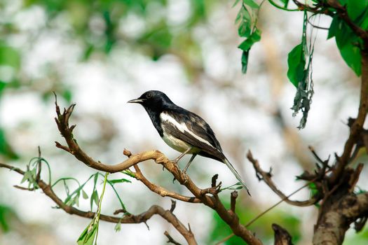 Oriental magpie robin is an insectivorous bird. It is not very large, about 18-20 cm long. The upper part of the body is shiny black.