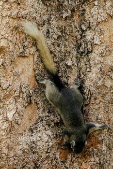 Variable squirrel a kind of squirrel That can be found everywhere in the Indochina region to Singapore. There is a great variety of colors. It is usually white and creamy to light yellow. until red or black all over or some may have multiple colors in the same