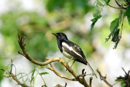 Oriental magpie robin is an insectivorous bird. It is not very large, about 18-20 cm long. The upper part of the body is shiny black.