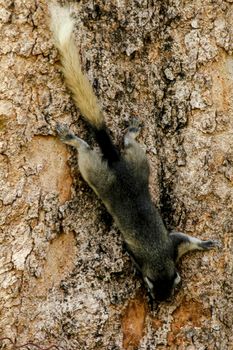 Variable squirrel a kind of squirrel That can be found everywhere in the Indochina region to Singapore. There is a great variety of colors. It is usually white and creamy to light yellow. until red or black all over or some may have multiple colors in the same