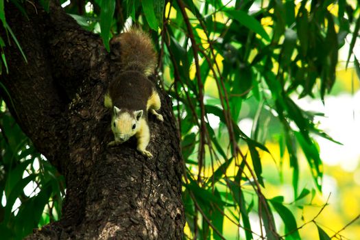 Variable squirrel a kind of squirrel That can be found everywhere in the Indochina region to Singapore. There is a great variety of colors. It is usually white and creamy to light yellow. until red or black all over or some may have multiple colors in the same