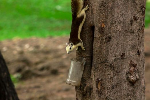 Variable squirrel a kind of squirrel That can be found everywhere in the Indochina region to Singapore. There is a great variety of colors. It is usually white and creamy to light yellow. until red or black all over or some may have multiple colors in the same