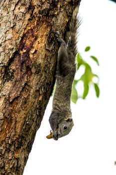 Variable squirrel a kind of squirrel That can be found everywhere in the Indochina region to Singapore. There is a great variety of colors. It is usually white and creamy to light yellow. until red or black all over or some may have multiple colors in the same