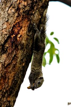 Variable squirrel a kind of squirrel That can be found everywhere in the Indochina region to Singapore. There is a great variety of colors. It is usually white and creamy to light yellow. until red or black all over or some may have multiple colors in the same