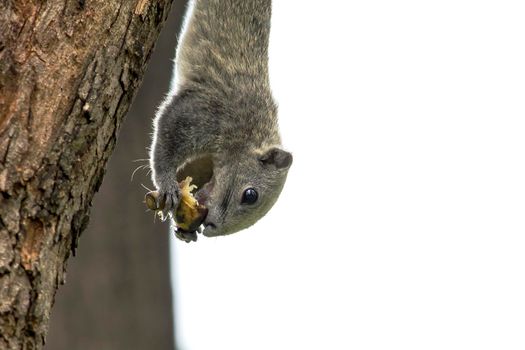 Variable squirrel a kind of squirrel That can be found everywhere in the Indochina region to Singapore. There is a great variety of colors. It is usually white and creamy to light yellow. until red or black all over or some may have multiple colors in the same