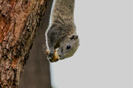 Variable squirrel a kind of squirrel That can be found everywhere in the Indochina region to Singapore. There is a great variety of colors. It is usually white and creamy to light yellow. until red or black all over or some may have multiple colors in the same