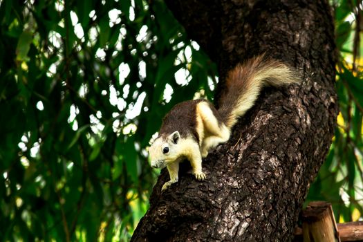 Variable squirrel a kind of squirrel That can be found everywhere in the Indochina region to Singapore. There is a great variety of colors. It is usually white and creamy to light yellow. until red or black all over or some may have multiple colors in the same