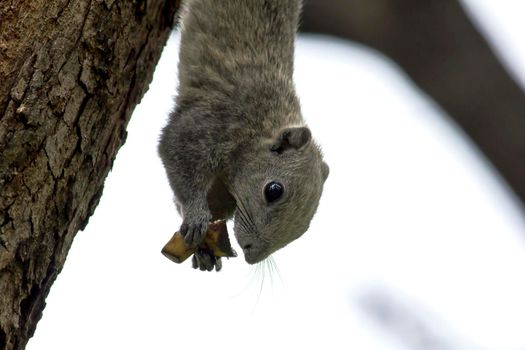 Variable squirrel a kind of squirrel That can be found everywhere in the Indochina region to Singapore. There is a great variety of colors. It is usually white and creamy to light yellow. until red or black all over or some may have multiple colors in the same