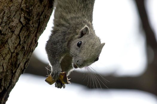 Variable squirrel a kind of squirrel That can be found everywhere in the Indochina region to Singapore. There is a great variety of colors. It is usually white and creamy to light yellow. until red or black all over or some may have multiple colors in the same