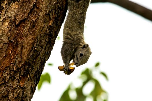 Variable squirrel a kind of squirrel That can be found everywhere in the Indochina region to Singapore. There is a great variety of colors. It is usually white and creamy to light yellow. until red or black all over or some may have multiple colors in the same