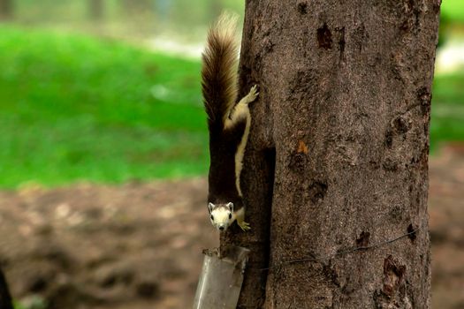 Variable squirrel a kind of squirrel That can be found everywhere in the Indochina region to Singapore. There is a great variety of colors. It is usually white and creamy to light yellow. until red or black all over or some may have multiple colors in the same