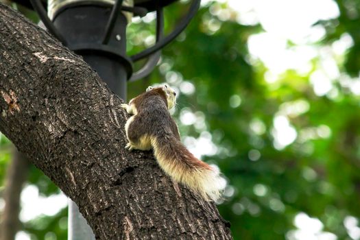 Variable squirrel a kind of squirrel That can be found everywhere in the Indochina region to Singapore. There is a great variety of colors. It is usually white and creamy to light yellow. until red or black all over or some may have multiple colors in the same