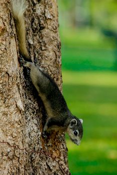 Variable squirrel a kind of squirrel That can be found everywhere in the Indochina region to Singapore. There is a great variety of colors. It is usually white and creamy to light yellow. until red or black all over or some may have multiple colors in the same