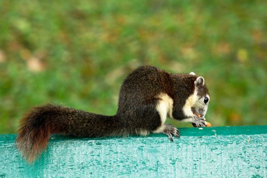 Variable squirrel a kind of squirrel That can be found everywhere in the Indochina region to Singapore. There is a great variety of colors. It is usually white and creamy to light yellow. until red or black all over or some may have multiple colors in the same