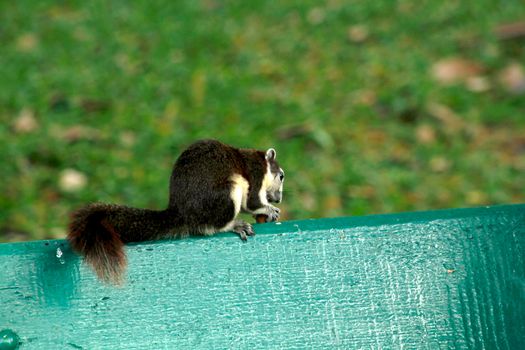 Variable squirrel a kind of squirrel That can be found everywhere in the Indochina region to Singapore. There is a great variety of colors. It is usually white and creamy to light yellow. until red or black all over or some may have multiple colors in the same