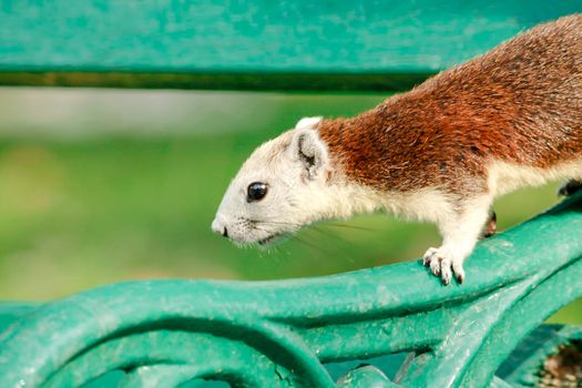 Variable squirrel a kind of squirrel That can be found everywhere in the Indochina region to Singapore. There is a great variety of colors. It is usually white and creamy to light yellow. until red or black all over or some may have multiple colors in the same