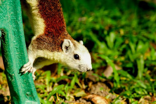 Variable squirrel a kind of squirrel That can be found everywhere in the Indochina region to Singapore. There is a great variety of colors. It is usually white and creamy to light yellow. until red or black all over or some may have multiple colors in the same