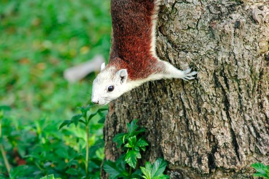 Variable squirrel a kind of squirrel That can be found everywhere in the Indochina region to Singapore. There is a great variety of colors. It is usually white and creamy to light yellow. until red or black all over or some may have multiple colors in the same