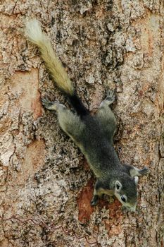 Variable squirrel a kind of squirrel That can be found everywhere in the Indochina region to Singapore. There is a great variety of colors. It is usually white and creamy to light yellow. until red or black all over or some may have multiple colors in the same