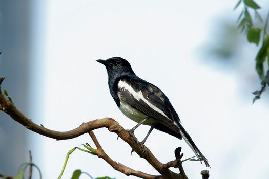 Oriental magpie robin is an insectivorous bird. It is not very large, about 18-20 cm long. The upper part of the body is shiny black.
Oriental magpie robin is commonly found on branches.