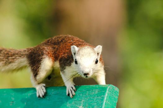 Variable squirrel a kind of squirrel That can be found everywhere in the Indochina region to Singapore. There is a great variety of colors. It is usually white and creamy to light yellow. until red or black all over or some may have multiple colors in the same