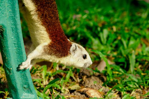 Variable squirrel a kind of squirrel That can be found everywhere in the Indochina region to Singapore. There is a great variety of colors. It is usually white and creamy to light yellow. until red or black all over or some may have multiple colors in the same