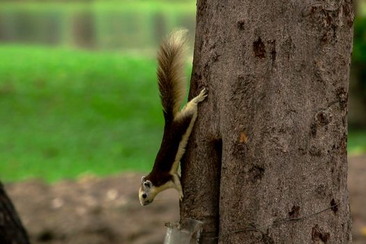 Variable squirrel a kind of squirrel That can be found everywhere in the Indochina region to Singapore. There is a great variety of colors. It is usually white and creamy to light yellow. until red or black all over or some may have multiple colors in the same