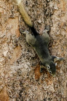 Variable squirrel a kind of squirrel That can be found everywhere in the Indochina region to Singapore. There is a great variety of colors. It is usually white and creamy to light yellow. until red or black all over or some may have multiple colors in the same