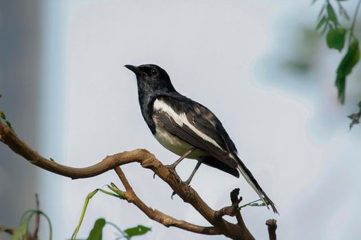 Oriental magpie robin is an insectivorous bird. It is not very large, about 18-20 cm long. The upper part of the body is shiny black.
Oriental magpie robin is commonly found on branches.