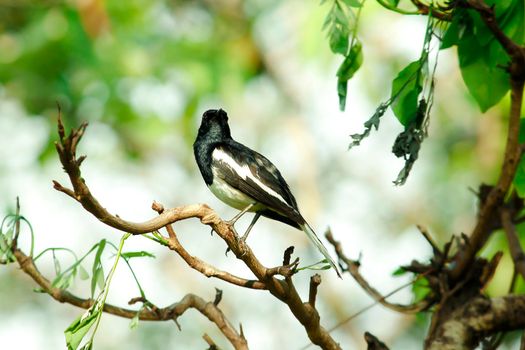 Oriental magpie robin is an insectivorous bird. It is not very large, about 18-20 cm long. The upper part of the body is shiny black.
Oriental magpie robin is commonly found on branches.