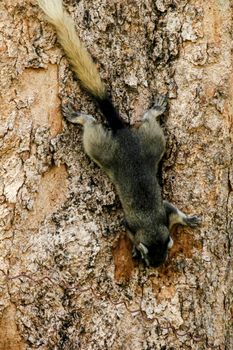 Variable squirrel a kind of squirrel That can be found everywhere in the Indochina region to Singapore. There is a great variety of colors. It is usually white and creamy to light yellow. until red or black all over or some may have multiple colors in the same