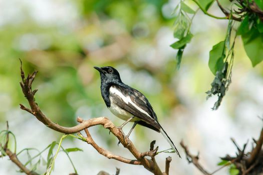 Oriental magpie robin is an insectivorous bird. It is not very large, about 18-20 cm long. The upper part of the body is shiny black.
Oriental magpie robin is commonly found on branches.