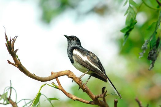 Oriental magpie robin is an insectivorous bird. It is not very large, about 18-20 cm long. The upper part of the body is shiny black.
Oriental magpie robin is commonly found on branches.