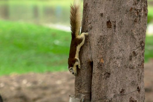 Variable squirrel a kind of squirrel That can be found everywhere in the Indochina region to Singapore. There is a great variety of colors. It is usually white and creamy to light yellow. until red or black all over or some may have multiple colors in the same