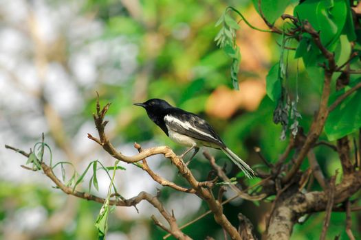 Oriental magpie robin is an insectivorous bird. It is not very large, about 18-20 cm long. The upper part of the body is shiny black.