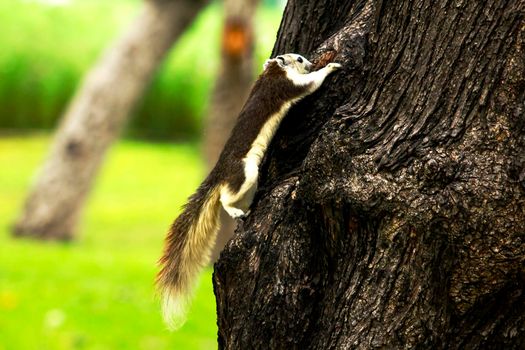 Variable squirrel a kind of squirrel That can be found everywhere in the Indochina region to Singapore. There is a great variety of colors. It is usually white and creamy to light yellow. until red or black all over or some may have multiple colors in the same