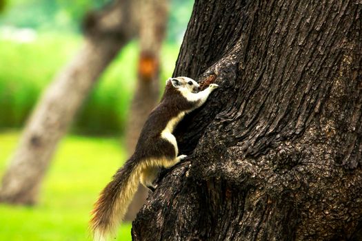 Variable squirrel a kind of squirrel That can be found everywhere in the Indochina region to Singapore. There is a great variety of colors. It is usually white and creamy to light yellow. until red or black all over or some may have multiple colors in the same