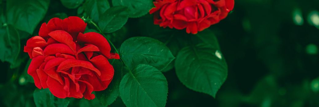 Red roses in beautiful flower garden as floral background.