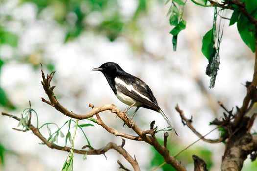 Oriental magpie robin is an insectivorous bird. It is not very large, about 18-20 cm long. The upper part of the body is shiny black.