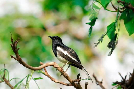 Oriental magpie robin is an insectivorous bird. It is not very large, about 18-20 cm long. The upper part of the body is shiny black.