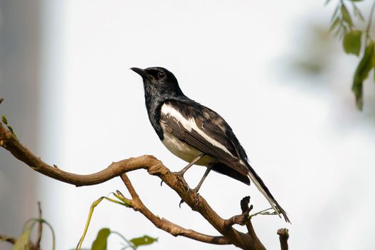 Oriental magpie robin is an insectivorous bird. It is not very large, about 18-20 cm long. The upper part of the body is shiny black.