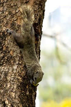 Variable squirrel a kind of squirrel That can be found everywhere in the Indochina region to Singapore. There is a great variety of colors. It is usually white and creamy to light yellow. until red or black all over or some may have multiple colors in the same