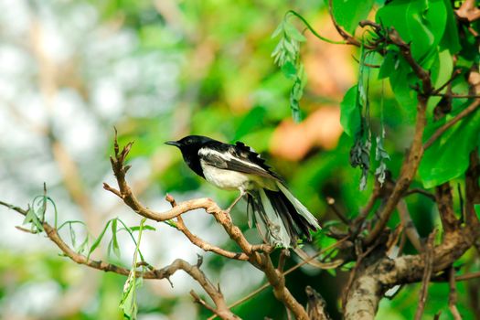 Oriental magpie robin is an insectivorous bird. It is not very large, about 18-20 cm long. The upper part of the body is shiny black.