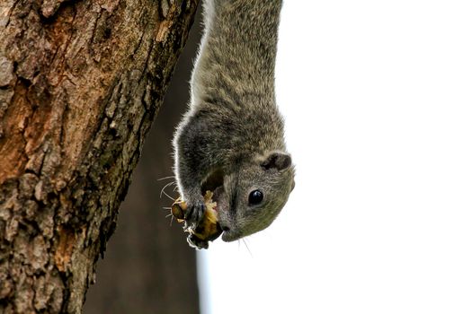 Variable squirrel a kind of squirrel That can be found everywhere in the Indochina region to Singapore. There is a great variety of colors. It is usually white and creamy to light yellow. until red or black all over or some may have multiple colors in the same