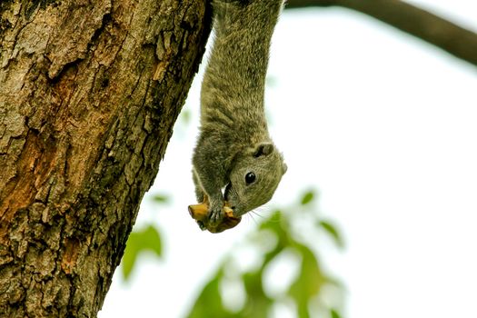 Variable squirrel a kind of squirrel That can be found everywhere in the Indochina region to Singapore. There is a great variety of colors. It is usually white and creamy to light yellow. until red or black all over or some may have multiple colors in the same