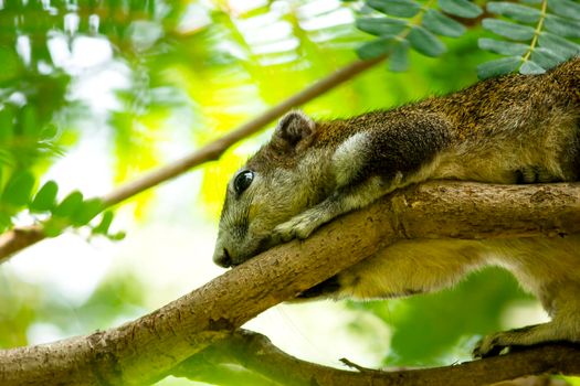 Variable squirrel a kind of squirrel That can be found everywhere in the Indochina region to Singapore. There is a great variety of colors. It is usually white and creamy to light yellow. until red or black all over or some may have multiple colors in the same