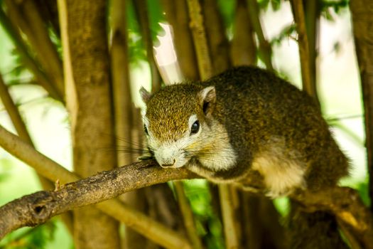 Variable squirrel a kind of squirrel That can be found everywhere in the Indochina region to Singapore. There is a great variety of colors. It is usually white and creamy to light yellow. until red or black all over or some may have multiple colors in the same