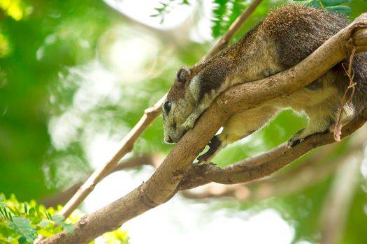 Variable squirrel a kind of squirrel That can be found everywhere in the Indochina region to Singapore. There is a great variety of colors. It is usually white and creamy to light yellow. until red or black all over or some may have multiple colors in the same