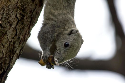 Variable squirrel a kind of squirrel That can be found everywhere in the Indochina region to Singapore. There is a great variety of colors. It is usually white and creamy to light yellow. until red or black all over or some may have multiple colors in the same